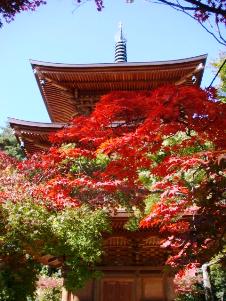 DSC03708豪徳寺.jpg