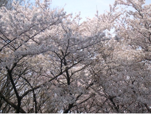 上野桜.jpg