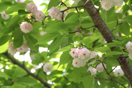 兼六園菊桜.jpg