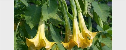 brugmansia-ki.jpg