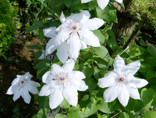 clematis-siro.jpg