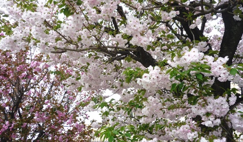 桜2011.jpg