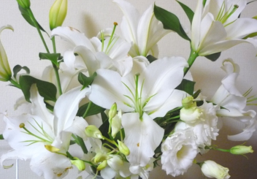 白い花　watanabe.jpg
