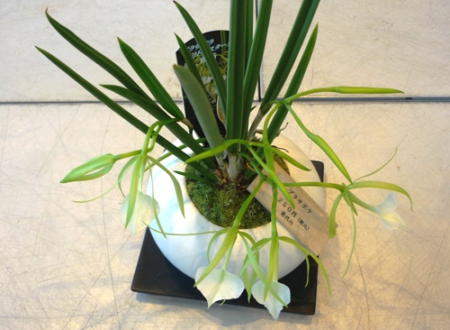 BRASSAVOLA　.jpg