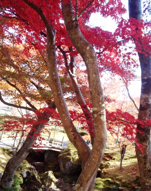 箱根の紅葉２.jpg