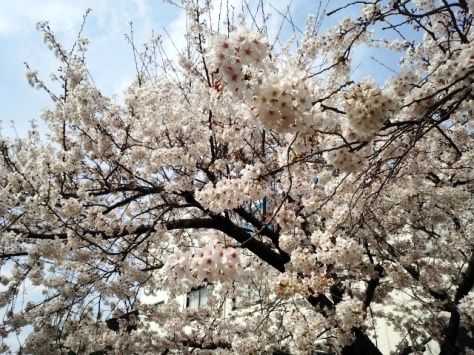 和泉町のお花見.jpg