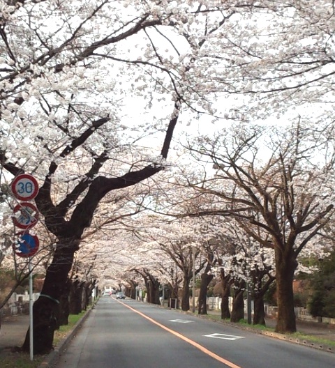 多磨霊園のお花見.jpg