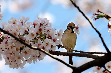 スズメと桜.jpg