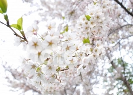 白い桜.jpg